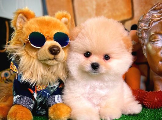 Ayı Surat Sevimli Pomeranian Boo Kızımız Carla