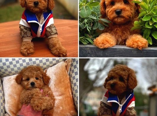 Safkan Red Toy Poodle Yavrularımız