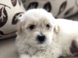 Tüy dökmeyen Maltese terrier 