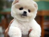 Irk ve Sağlık Garantili Pomeranian Boo Yavrularımız 