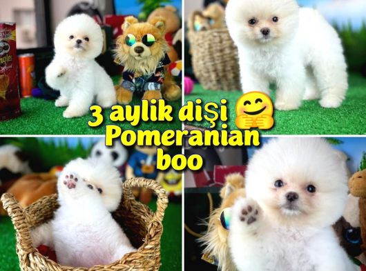 Karbeyaz Safkan Pomeranian Boo Kızımız PENNY / Yavrupatiler