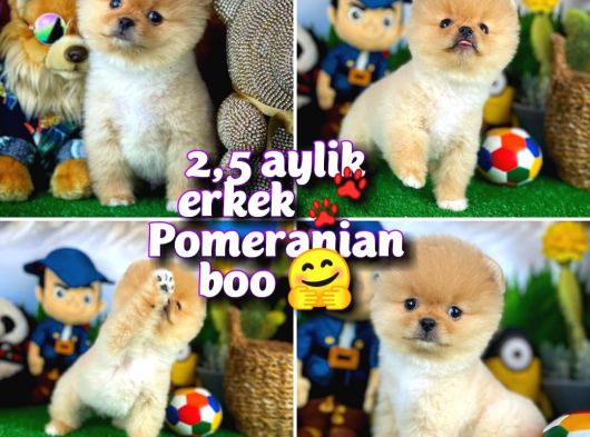 Ayı Surat Pomeranian Boo Boz Renkli Oğlumuz PAÇİ / Yavrupatiler