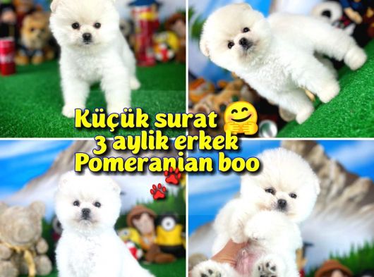 Safkan Orjinal Pomeranian Boo oğlumuz PİNOPY / Yavrupatiler