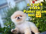 Ayı Surat Safkan Pomeranian Boo oğlumuz ŞİKO / Yavrupatiler