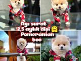 Ayı surat safkan Pomeranian Boo Kızımız YUMOŞ / Yavrupartiler