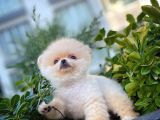 Sütlü Latte Pomeranian Boo yavrumuz 