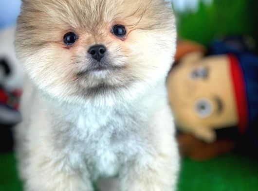 MiniBoy Pomeranian Erkek Yavrularımızdan