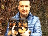 mükemmel ötesi rottweiler dişi yavrular