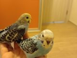 Sahibinden 1 aylık yavru muhabbet kuşları