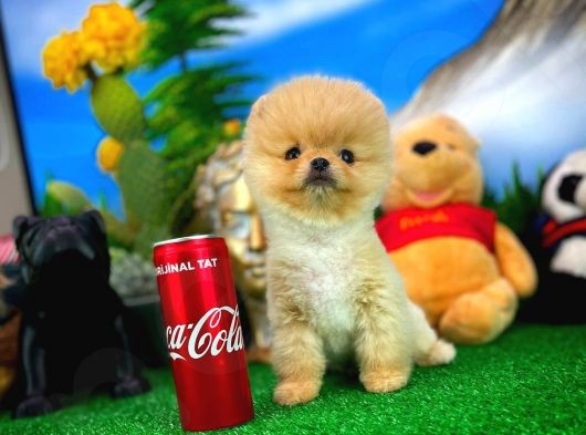 Artistik Pomeranian Boo yavrumuz 