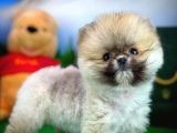 Sevimli oyuncu Pomeranian Boo yavrumuz 
