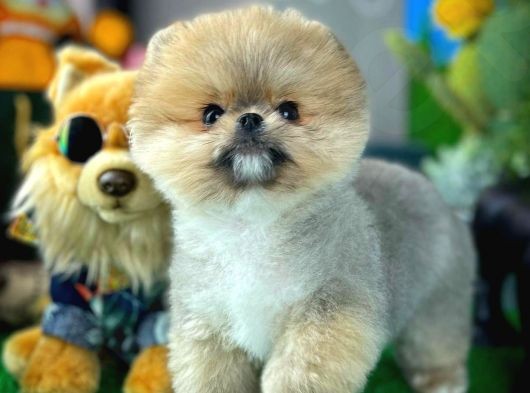 Sevimli ve Oyuncu PomeranianBoo Oğlumuz
