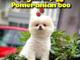 Safkan Pomeranian Boo Kızımız DOROTY / Yavrupatiler