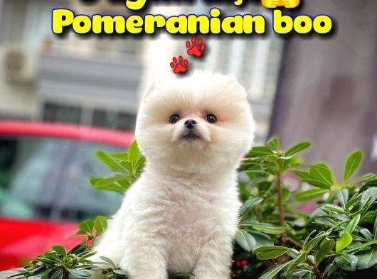 Safkan Pomeranian Boo Kızımız DOROTY / Yavrupatiler