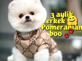 Safkan Pomeranian Boo oğlumuz COOPER / Yavrupatiler