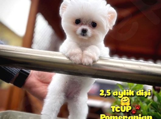 Küçük Beden TCUP Pomeranian Boo Kızımız Pinky / Yavrupatiler