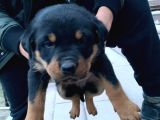 IRK GARANTİLİ SAFKAN YAVRU ROTTWEILERLAR DİŞİ/ERKEK