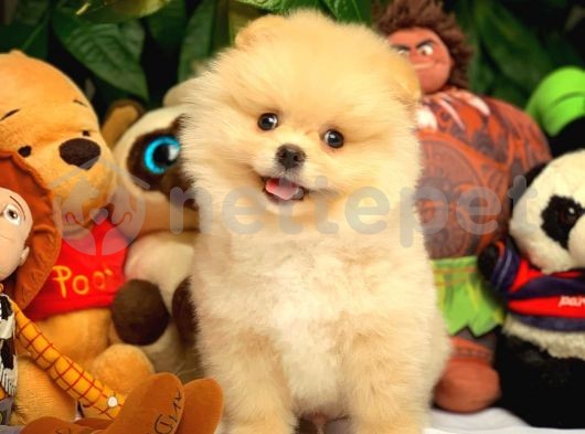 Aşırı Sempatik Ve Yakışıklı Pomeranian Boo Oğlumuz RAGGİ