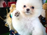 Irk ve sağlık garantili Pomeranian Boo Yavrularımız 