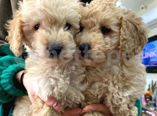 Apricot Poodle Yavrularımız Orjinal Safkan Detaylı Fotolar Özelden 