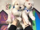 Teslime Hazır Irk Ve Sağlık Garantili Korean Maltese Terrier Yavr 