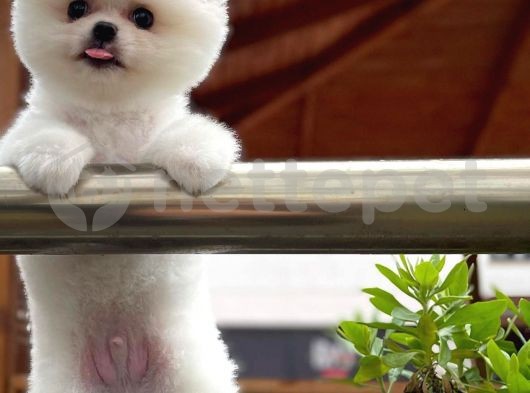 Çok güzel Pomeranian Boo yavrumuz 