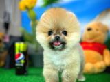 Güleryüzlü Pomeranian Boo yavrumuz 