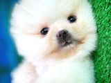 Çok tatlı Pomeranian Boo yavrumuz 