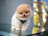 Güzeller güzeli Pomeranian Boo yavrumuz 