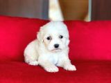 Maltese Terrier Mini Yavrumuz Geldi