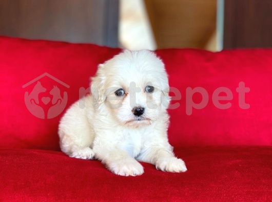 Maltese Terrier Mini Yavrumuz Geldi