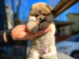Irk ve Sağlık Garantili Pomeranian Boo Yavrularımız 