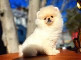En güzelinden Pomeranian Boo yavrumuz 