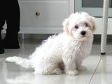 3 aylık saf maltese terrier