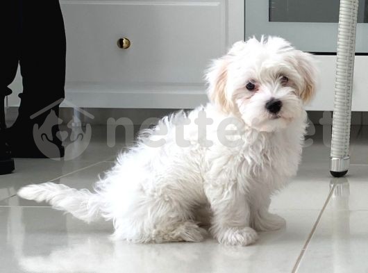 3 aylık saf maltese terrier