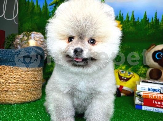 Ender renkte ve güzellikte Pomeranian Boo yavrumuz