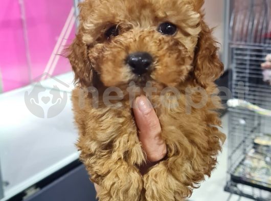 Yavru Toy Poodle Bebeklerimiz