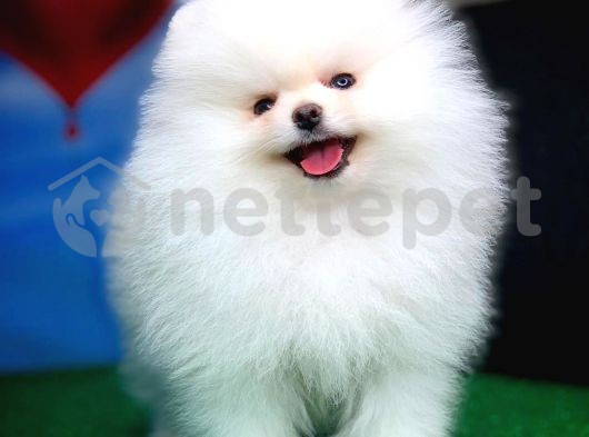 En Güzel Beyaz Pomeranian Boo yavrumuz 