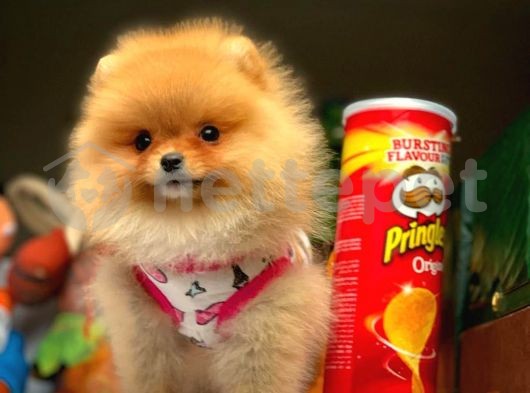 Sağlık garantili Şirin Pomeranian Boo yavrumuz 
