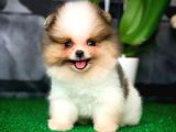 Ender renkte ve güzellikte Pomeranian Boo yavrumuz 