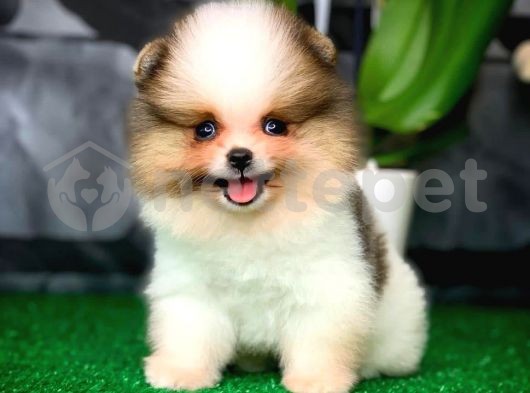 Ender renkte ve güzellikte Pomeranian Boo yavrumuz 