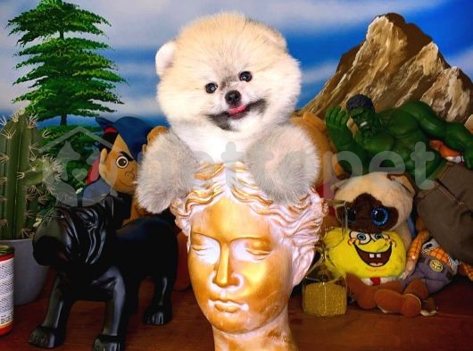 Eğlenceli oyuncu Pomeranian Boo yavrumuz 