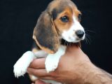 Beagle 'Akkuş Üretim Çiftliği' 