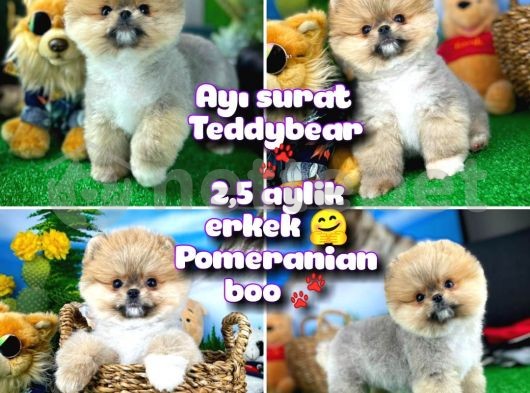 Ayı surat Teddyface Pomeranian Boo Oğlumuz Micho / Yavrupartiler