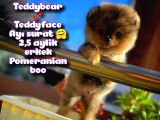 Ayı surat Teddyface Pomeranian Boo Oğlumuz BUGGY / Yavrupartiler