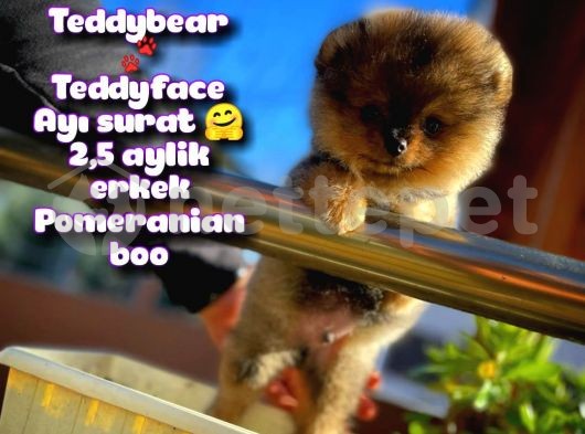 Ayı surat Teddyface Pomeranian Boo Oğlumuz BUGGY / Yavrupartiler
