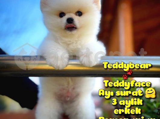 Ayı surat safkan Pomeranian BooOğlumuz TOPİTO / Yavrupartiler