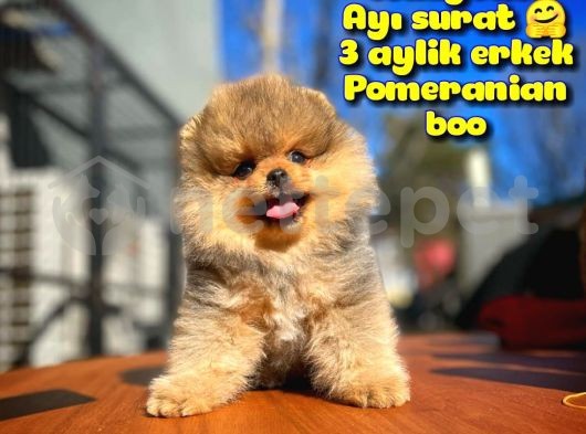 Teddybear Ayı Surat Pomeranian Boo Oğlumuz TOMBİ / Yavrupartiler