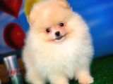 Efsane Güzellikte Pomeranian Boo yavrumuz 