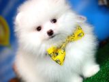 Yakışıklıyım Ben diyen Pomeranian Boo yavrumuz 
